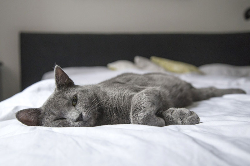 desventajas dormir con mascotas